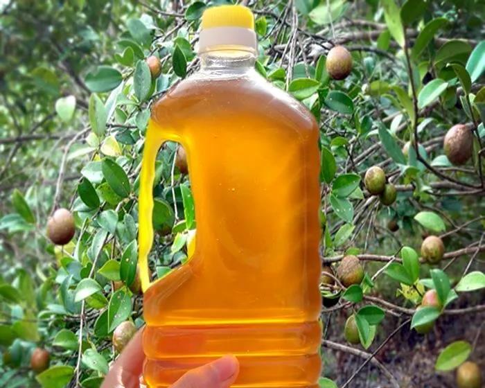 茶籽油，因何被称为“东方的橄榄油”？